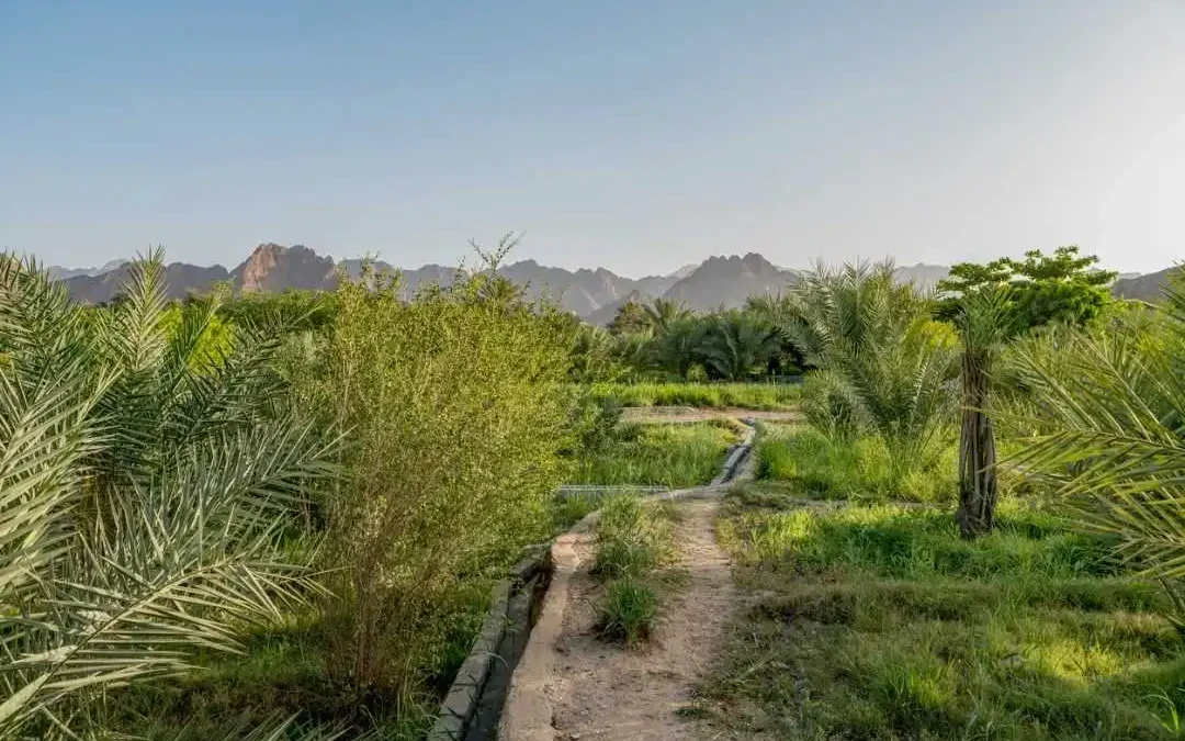 Dubaï investit dans sa campagne : un atout pour l&rsquo;immobilier